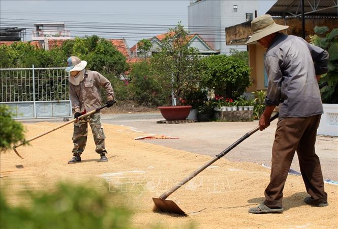 Nông dân thành phố Tuy Hòa tranh thủ phơi lúa khi thời tiết nắng. Ảnh: Xuân Triệu - TTXVN