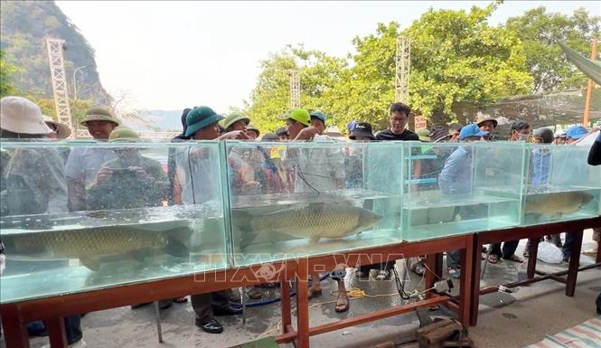 Hàng chục con cá trắm to, khoẻ được lựa chọn từ gần 1.000 lồng cá trên sông Son tham gia Hội thi. Ảnh: Tá Chuyên - TTXVN