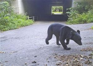 Nhật Bản ứng dụng trí tuệ nhân tạo để ngăn gấu hoang dã tấn công con người
