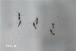 Phát hiện loại muỗi Tây Phi nguy hiểm có khả năng gây bệnh sốt rét
