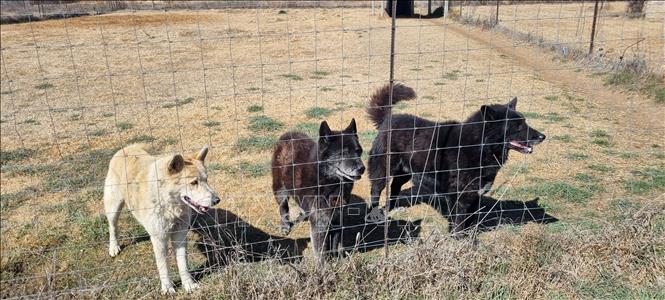 Cho đến nay, trên diện tích xây dựng khu trại cho các con vật khoảng 2ha, Larry có khoảng 300 con vật, bao gồm 220 con chó sói, 50 con chó husky, chó lai sói và một số ít chó nhà được giải cứu từ khu vực xung quanh. Ảnh: Hồng Minh - PV TTXVN tại Nam Phi