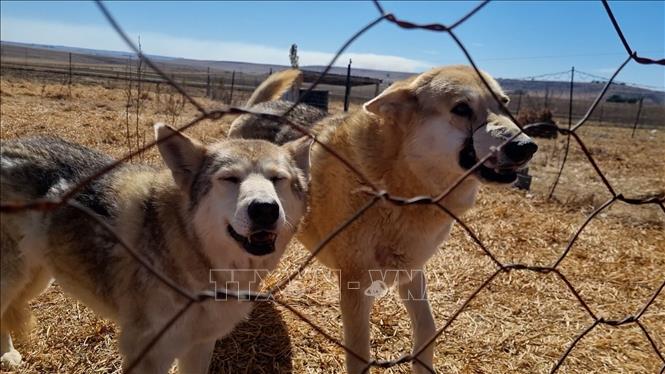 Một chú chó sói từng bị buộc mõm dẫn đến hoại tử được chăm sóc và chữa lành tại trạm cứu hộ chó sói HuskyRomi. Ảnh: Hồng Minh - PV TTXVN tại Nam Phi