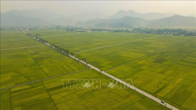 Quốc lộ 279 chạy giữa cánh đồng Mường Thanh. Ảnh: Xuân Tư – TTXVN