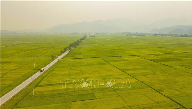 Cánh đồng Mường Thanh trải dài trên nhiều xã, phường. Ảnh: Xuân Tư – TTXVN