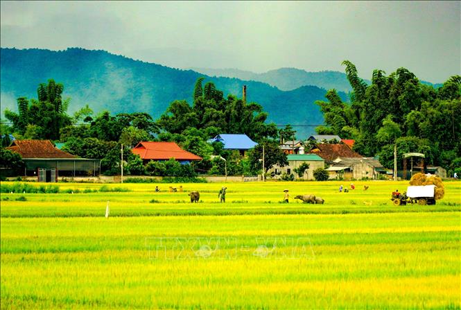 Khung cảnh yên bình trên cánh đồng Mường Thanh. Ảnh: Xuân Tư – TTXVN