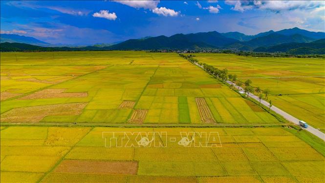 Mùa lúa chín vàng trên cánh đồng Mường Thanh. Ảnh: Xuân Tư – TTXVN