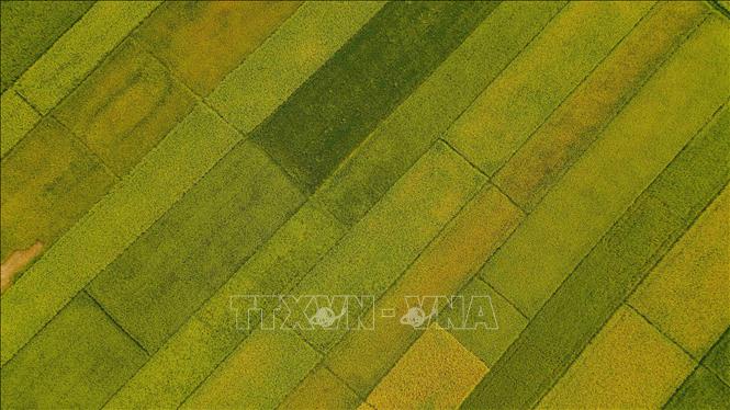 Những thửa ruộng trên cánh đồng Mường Thanh. Ảnh: Xuân Tư – TTXVN