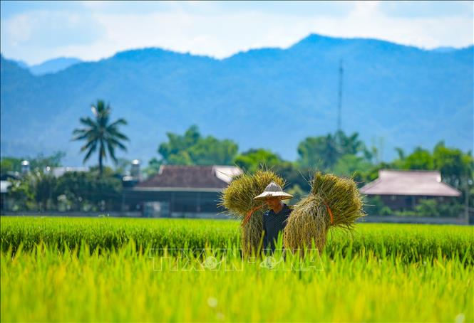 Người dân thu hoạch lúa trên cánh đồng Mường Thanh. Ảnh: Xuân Tư – TTXVN