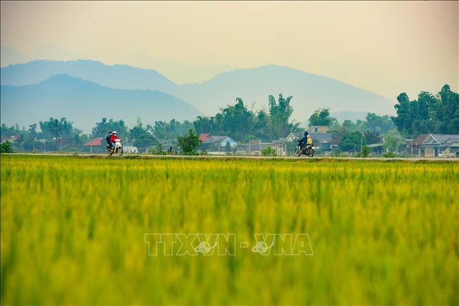 Khung cảnh yên bình trên cánh đồng Mường Thanh. Ảnh: Xuân Tư – TTXVN