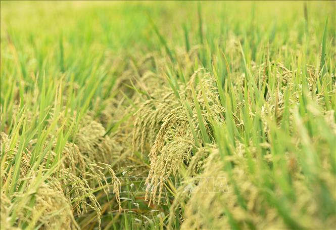 Giống lúa Tám thơm nổi tiếng của tỉnh Điện Biên. Ảnh: Xuân Tư – TTXVN