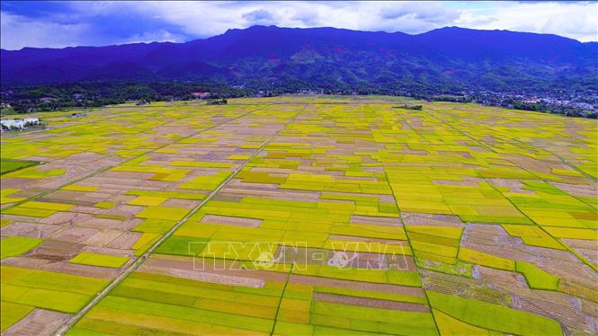  Mùa gặt, nhìn từ trên cao, cánh đồng Mường Thanh như những bảng màu rực rỡ. Ảnh: Xuân Tư – TTXVN
