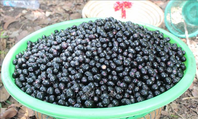 Quả trâm chín đen bóng, mọng nước, ăn có vị chua ngọt pha lễn vị chát nhẹ. Ảnh: Công Mạo - TTXVN