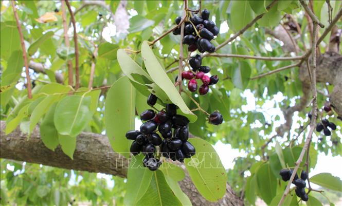 Trái trâm lúc còn non có màu xanh, khi già chuyển sang đỏ, lúc chín có màu tím đen, to gần bằng đầu ngón tay. Ảnh: Công Mạo - TTXVN