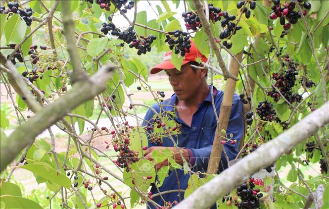 Người dân An Giang hái trâm bán kiêm thêm thu nhập. Ảnh: Công Mạo - TTXVN