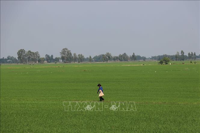 Diện tích trồng lúa tham gia dự án ở ấp Phú Xuân, xã Phú Đức (Tam Nông, Đồng Tháp). Ảnh: Minh Hưng – TTXVN