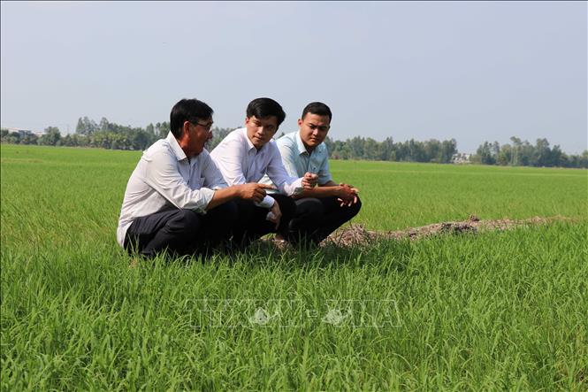 Ông Lê Văn Hùng (ngoài cùng bên trái) trao đổi với cán bộ Hội nông dân huyện và Hội nông dân xã về diện tích trồng lúa tham gia dự án. Ảnh: Minh Hưng – TTXVN