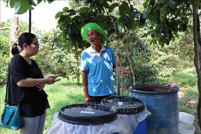 Ông Trần Văn Trường giới thiệu về các thùng chế phẩm sinh học do ông tự ủ từ cá linh, trái cây và bia để bón cho vườn sầu riêng. Ảnh: Minh Hưng – TTXVN