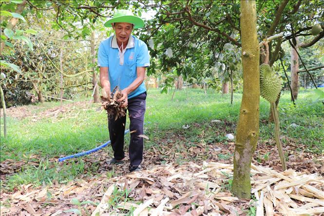 Ông Trần Văn Trường dùng lá khô, bã mía và cỏ để phủ gốc, giữ ẩm cho cây sầu riêng trong mùa nắng nóng. Ảnh: Minh Hưng – TTXVN