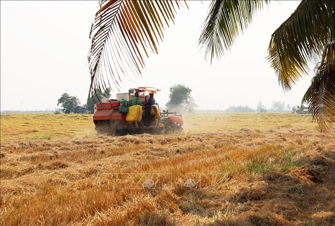 Thu hoạch lúa Đông Xuân ở tỉnh An Giang. Ảnh: Hồng Đạt - TTXVN
