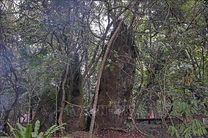 Ba mỏm đá nhọn như mũi chông, nơi Bác đã dừng chân nghỉ, ăn cơm trong Khu di tích K9. Ảnh: Trần Việt - TTXVN
