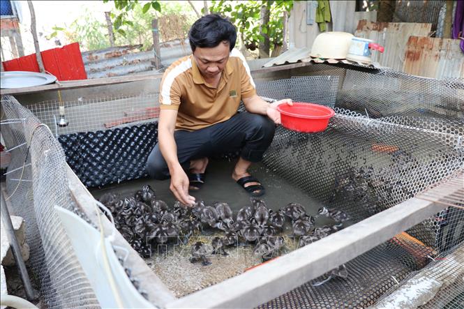 Anh Sơn cho đàn le le giống 2 tuần tuổi ăn. Ảnh: Minh Hưng – TTXVN