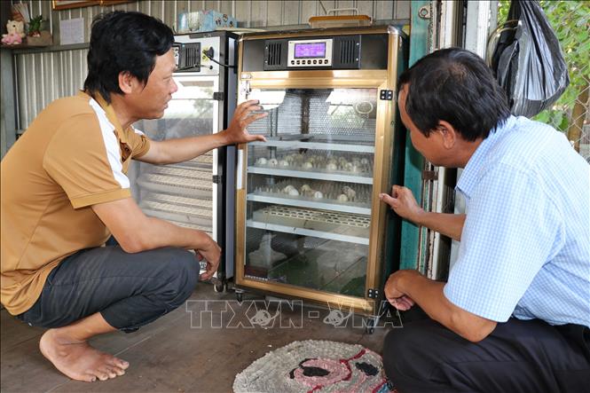 Anh Sơn (bên trái) giới thiệu về một trong 2 máy ấp trứng của gia đình. Ảnh: Minh Hưng – TTXVN