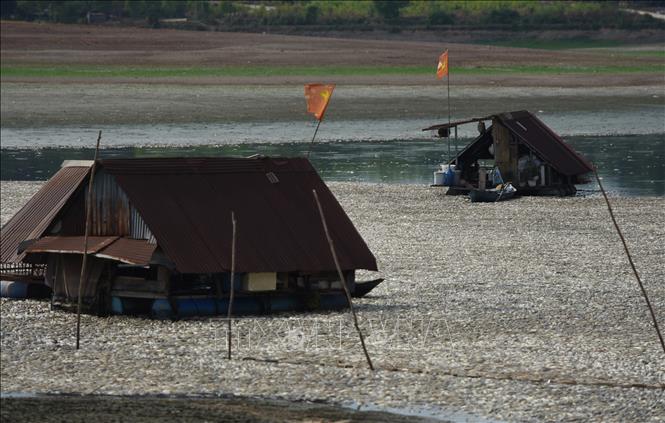 Số lượng cá chết tại hồ Sông Mây là hơn 100 tấn (ảnh chụp ngày 30/4/2024). Ảnh: Công Phong - TTXVN