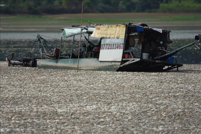 Cá chết nổi từng lớp tại hồ Sông Mây (ảnh chụp ngày 30/4/2024). Ảnh: Công Phong - TTXVN 