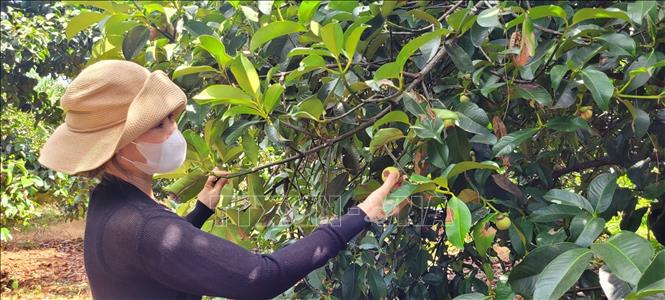 Vườn măng cụt của gia đình bà Ngô Thị Tâm, ấp Bàu Sen, xã Xà Bang, huyện Châu Đức năng suất giảm đến 60% so với vụ năm 2023 do thời tiết nắng nóng. Ẩnh: Hoàng Nhị - TTXVN
