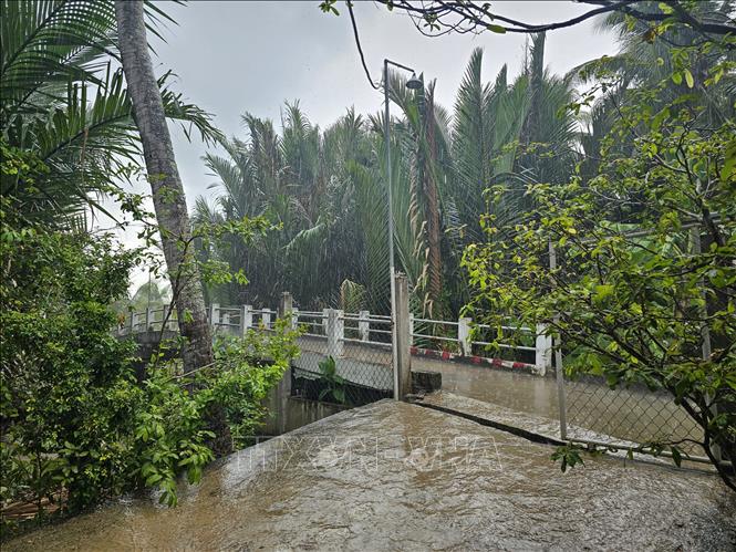 Cơn mưa nặng hạt kéo dài hơn 30 phút xuất hiện trên địa bàn tại xã Phong Nẫm, huyện Giồng Trôm, Bến Tre. Ảnh: Chương Đài - TTXVN
