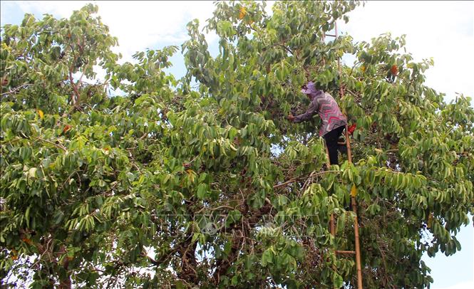 A local in An Giang province picks ripe tram fruits. VNA Photo: Công Mạo