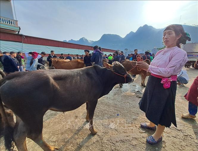 Người dân ở các xã của huyện Mèo Vạc tấp nập dắt bò về chợ thị trấn từ sớm. Ảnh: Đức Thọ - TTXVN