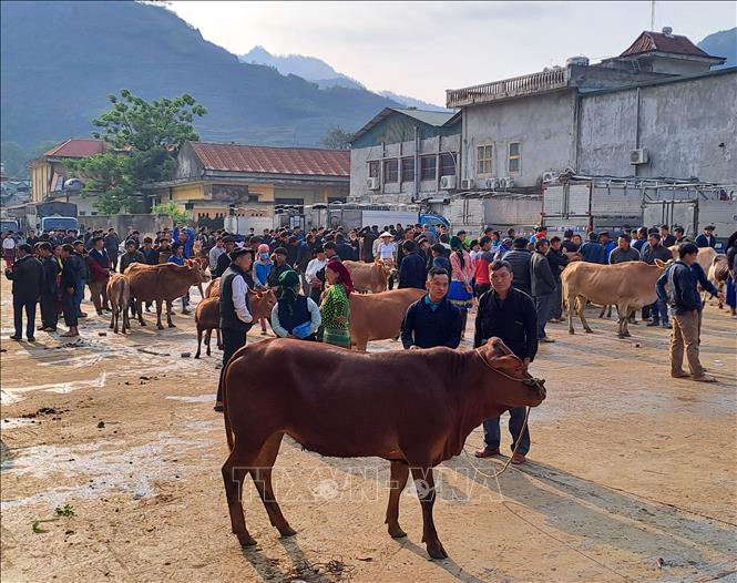 Vào các ngày phiên chợ Chủ nhật, người dân các xã của huyện Mèo Vạc tấp nập dắt bò về chợ thị trấn. Ảnh: Đức Thọ - TTXVN
