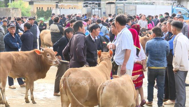 Chợ bò Mèo Vạc gắn liền với hình ảnh của một vùng quê còn nhiều khó khăn nhất của tỉnh Hà Giang đang từng ngày vươn lên thoát nghèo bằng chăn nuôi bò hàng hóa. Ảnh: Đức Thọ - TTXVN