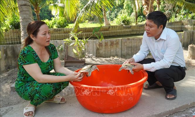 Ông Lê Văn Quí, Chủ tịch Hội Nông dân xã Bàn Thạch, huyện Giồng Riềng hỏi thăm mô hình nuôi ba ba của nông dân. Ảnh: Văn Sĩ - TTXVN                                           