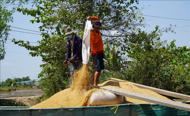 Harvesting the 2023-2024 winter-spring rice crop in the Mekong Delta province of Dong Thap. VNA Photo: Nhựt An
