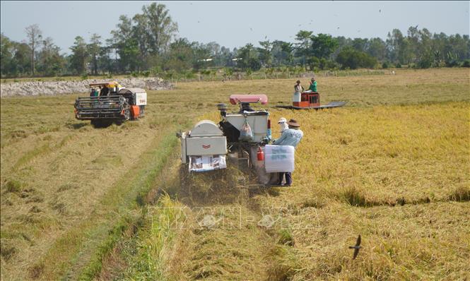 Harvesting the 2023-2024 winter-spring rice crop in the Mekong Delta province of Dong Thap. VNA Photo: Nhựt An