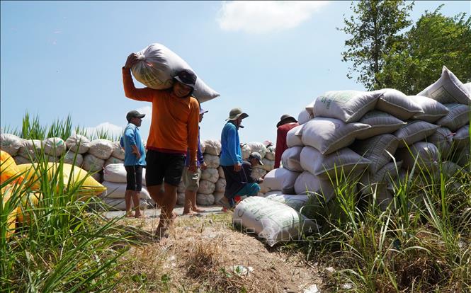 Harvesting the 2023-2024 winter-spring rice crop in the Mekong Delta province of Dong Thap. VNA Photo: Nhựt An