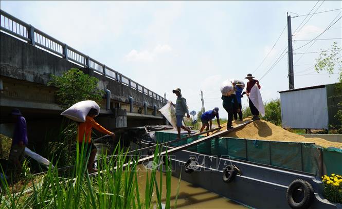 Harvesting the 2023-2024 winter-spring rice crop in the Mekong Delta province of Dong Thap. VNA Photo: Nhựt An