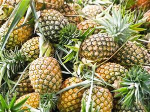 Lục Nam pineapple considered specialty of Bắc Giang Province