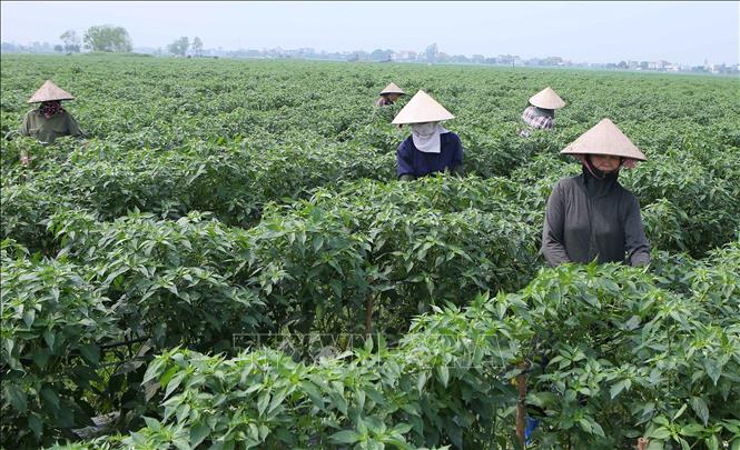 Các công nhân của Công ty TNHH Thương mại và Xuất nhập khẩu Thuận Hoà Phát chăm sóc diện tích ớt xuất khẩu tại xã Yên Nghĩa, huyện Ý Yên. Ảnh: Công Luật-TTXVN
