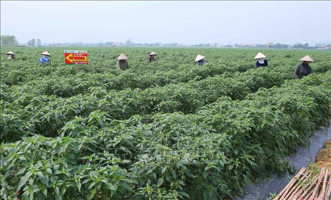 Diện tích 40 ha trồng ớt tại huyện Ý Yên được doanh nghiệp hoàn thiện hồ sơ đề nghị cấp mã số vùng trồng xuất khẩu. Ảnh: Công Luật-TTXVN
