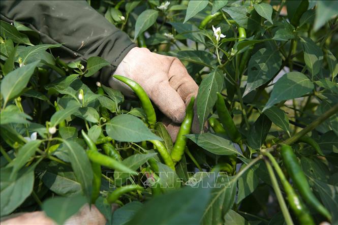 Quả ớt xuất khẩu được chăm sóc theo đúng quy trình của vùng trồng trọt an toàn nên chất lượng cao, quả to đều. Ảnh: Công Luật-TTXVN
