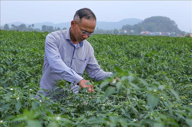 Công nhân chăm sóc cây ớt theo quy trình vùng trồng an toàn để xuất sang thị trường Trung Quốc, Nhật Bản. Ảnh: Công Luật-TTXVN
