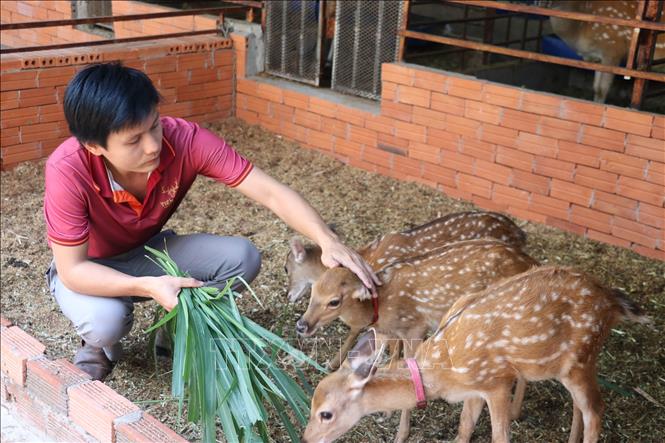 Đàn hươu của anh Việt nhờ chăm sóc tốt nên tỉ lệ sinh sản cao, Ảnh: Hữu Chí - TTXVN