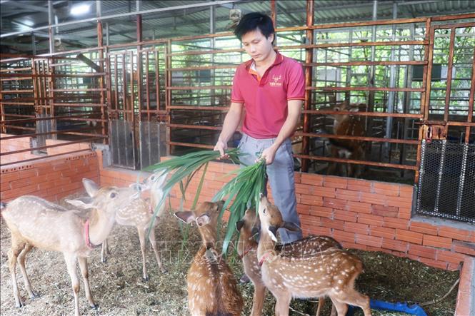 Hợp tác xã của anh Việt không chỉ cung cấp các sản phẩm từ nhung hươu mà còn cung ứng con giống. Ảnh: Hữu Chí - TTXVN