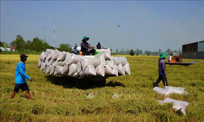 Harvesting the 2023-2024 winter-spring rice crop in the Mekong Delta province of Dong Thap. VNA Photo: Nhựt An