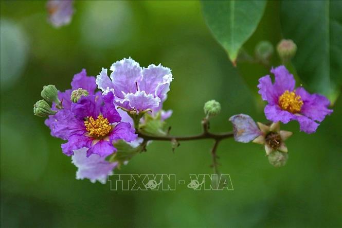 Bang lang flowers can have different petal colours: deep purple, light violet or event white. VNA Photo: Trọng Đạt