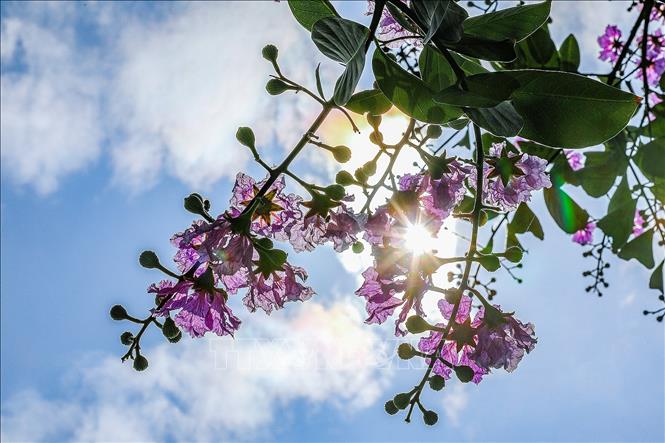 Bang lang flowers in the early summer sun. VNA Photo: Trọng Đạt