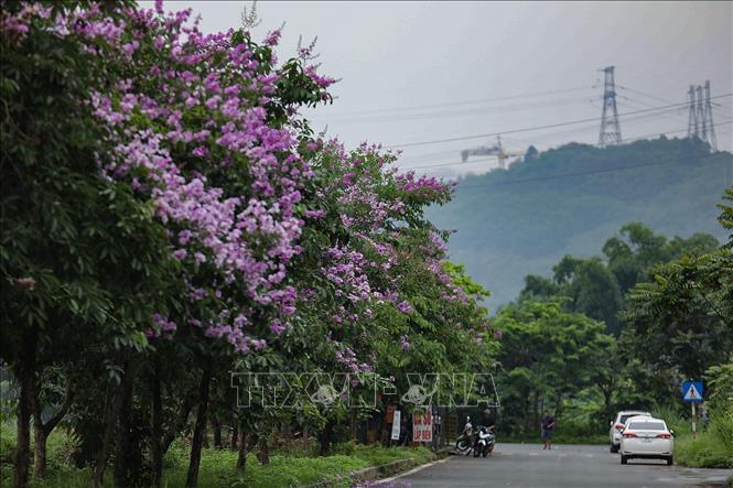 Soft beauty of light violet bang lang flowers on the streets of Hoa Binh city. VNA Photo: Trọng Đạt
